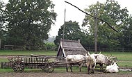 Életmód