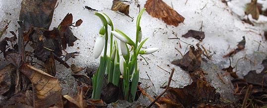 Jégbontó hava