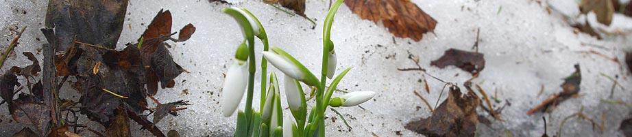 Fergeteg hava