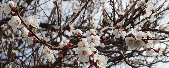 Kikelet hava